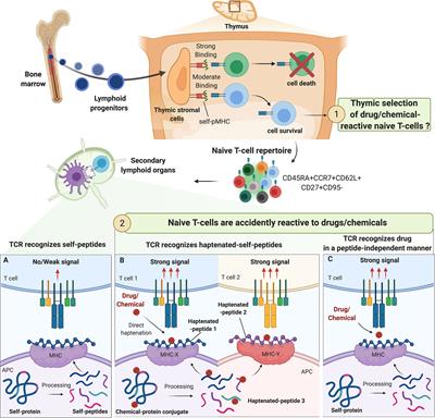 Drug and Chemical Allergy: A Role for a Specific Naive T-Cell Repertoire?